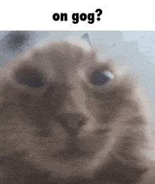 On Gog Cat GIF