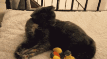 rubber duck cat