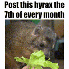 a picture of a squirrel eating a lettuce leaf with the caption post this hyrax the 7th of every month