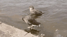 Water Cleaning GIF - Water Cleaning Animal GIFs