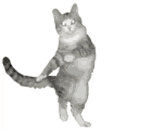 kitty dance