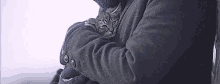 If Cats Disappeared From The World GIF - Ifcatsdisappearedfromtheworld Cats GIFs