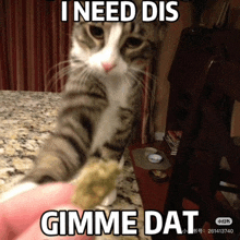a cat is playing with a toy and says i need dis gimme dat