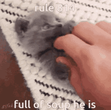 Rules 814 GIF - Rules Rule 814 GIFs