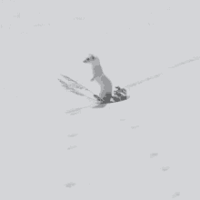 Weasel GIF - Weasel GIFs