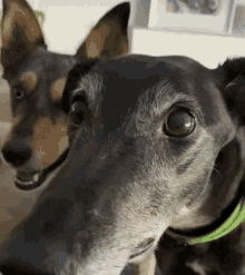 Dog Shivering Scared Dog GIF - Dog Shivering Scared Dog Scared GIFs