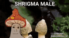 Shroom Fungus GIF - Shroom Fungus Mushroom GIFs