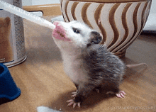 Baby Possum Baby Opossum Eating GIF - Baby Possum Baby Opossum Eating Possum GIFs