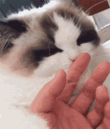 Surprise Cat GIF - Surprise Cat Cute GIFs