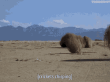 When I Ask A Question And All I Get Are Tumble Weeds And Crickets GIF - When I Ask A Question And All I Get Are Tumble Weeds And Crickets GIFs