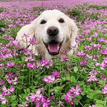 Dog Flower GIF - Dog Flower Smile GIFs