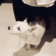 a small white dog standing next to a person