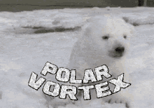 Polar Vortex Polar Bear GIF