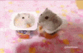 Hampster Slap GIF - Hampster Slap Food GIFs