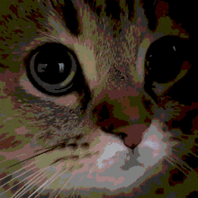 Woem Cat GIF - Woem Cat Meow GIFs