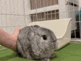 a person is petting a chinchilla rabbit in front of a cage .