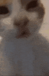 a close up of a cat 's face with its mouth open .