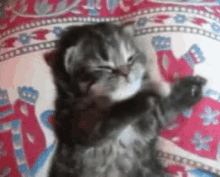 Please Kitten GIF - Please Kitten GIFs