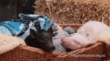 Sleepy Piggies. GIF - Pig Piglet Yawn GIFs