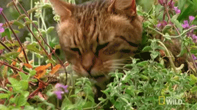 Cat Eating Plant GIF - Nat Geo Nat Geo Wild Worlds Weirdest GIFs