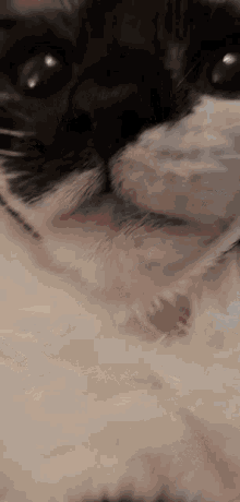 a close up of a black and white cat 's face looking at the camera