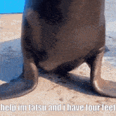 a seal 's legs are shown with the caption help im tatsu and i have four feet