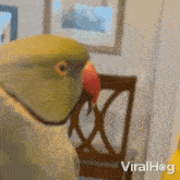 Kissing Gesture Parrots GIF - Kissing Gesture Parrots Viralhog GIFs