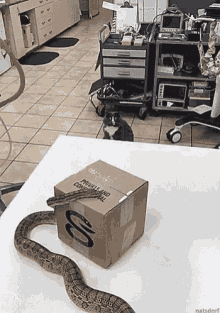 Cat Snake GIF