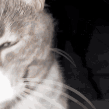 Cat Electro GIF - Cat Electro Dance Cat GIFs