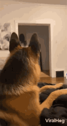 Surprised Viralhog GIF - Surprised Viralhog Cat Disguise GIFs