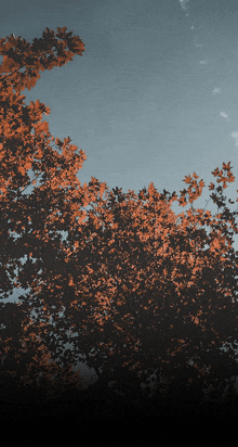 Treesmiddle GIF - Treesmiddle GIFs