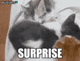 a picture of two cats with surprise written on the bottom right