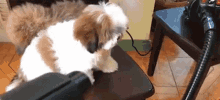 I Love The Blower So Much I Want To Take A Bite Of It The Real Paningning GIF - I Love The Blower So Much I Want To Take A Bite Of It The Real Paningning Paningning GIFs