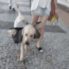 Dog Carrying Puppies GIF - Dog Carrying Puppies GIFs