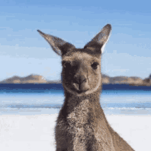 Aussie Cute GIF - Aussie Cute Kangaroo GIFs