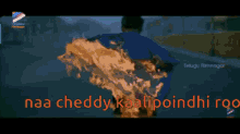 Cheddy GIF