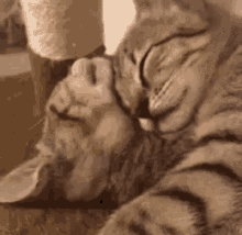 cat cuddles cute purr