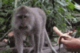 Monkey Disgusted GIF - Monkey Disgusted Banana GIFs