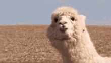 Zoom Close Up GIF - Zoom Close Up Llama GIFs