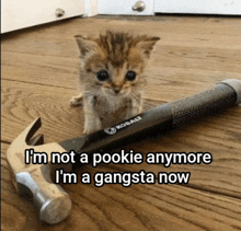 a kitten sits next to a kobalt hammer on a wooden floor