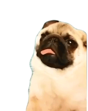 Tongue Out Dazed Sticker - Tongue Out Dazed Pug Stickers