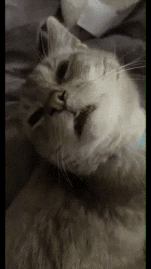 Cat Derp GIF - Cat Derp Sleepy GIFs