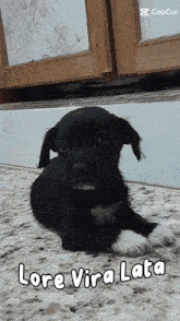Cachorro Lore GIF - Cachorro Lore GIFs