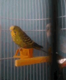 Parrot Dancing GIF