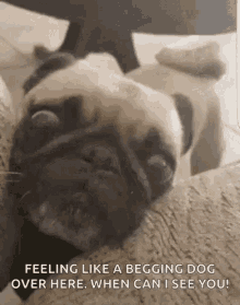 Pug Beg GIF - Pug Beg Dog GIFs