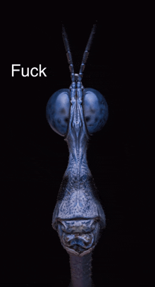 a close up of a praying mantis with the word fuck written above it