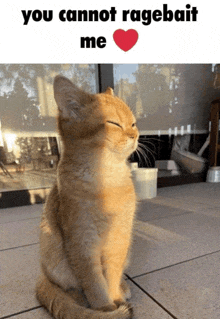 a picture of a cat with the words you cannot ragebait me on the bottom