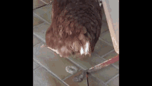 Chicken Poop GIF