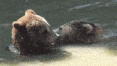 a couple of bears are swimming in a lake