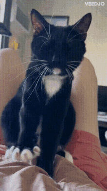 cat kitty kneading tuxedo cat pretzel